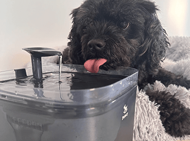 Automatic Pet Water Fountain Story