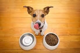 Optimal Nutrition for Your Furry Friends: A Comprehensive Guide